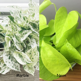 Neon + Marble Pothos, with 5.5 inches white decor pot